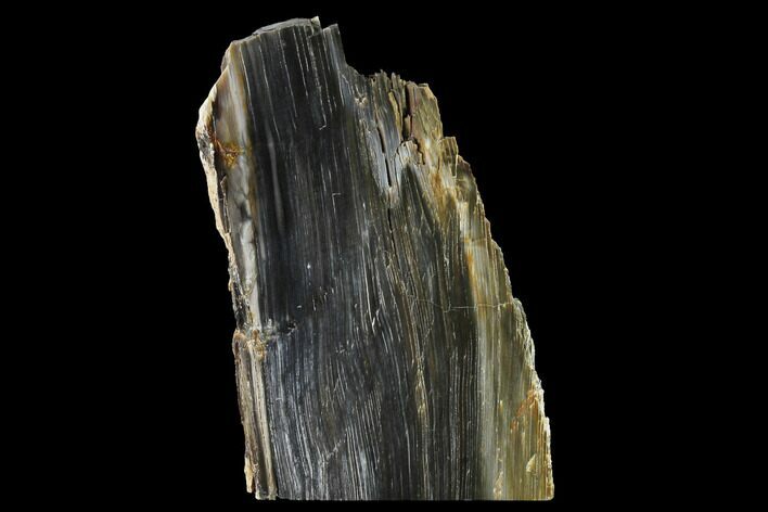 Polished Petrified Wood Stand-up - McDermitt, Oregon #166104